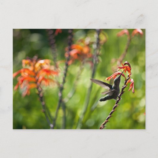 ハミングバードポストカード ポストカード (正面)