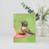 ハミングバードポストカード ポストカード (スタンド正面)