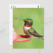 ハミングバードポストカード ポストカード (正面/裏面)