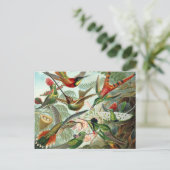 ハミングバードポストカード ポストカード (スタンド正面)