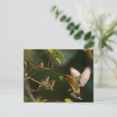 ハミングバードマザーが食べる ポストカード (スタンド正面)