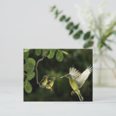 ハミングバードマザー ポストカード (スタンド正面)