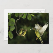 ハミングバードマザー ポストカード (正面/裏面)