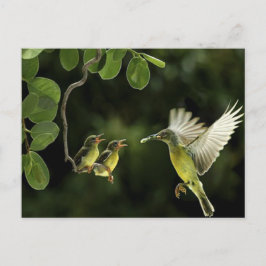 ハミングバードマザー ポストカード