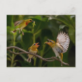 ハミングバードマザー ポストカード (正面)