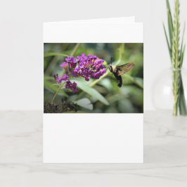 ハミングバードモスカード カード