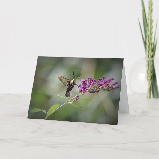 ハミングバードモスカード カード (正面)