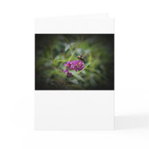 ハミングバードモスカード