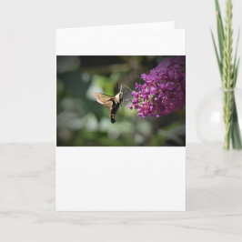 ハミングバードモスカード カード