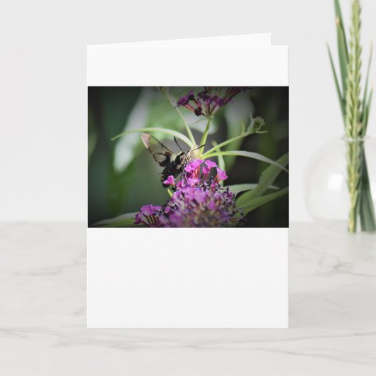 ハミングバードモスカード カード (正面)