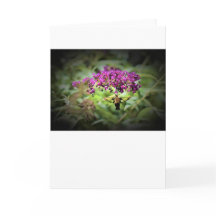 ハミングバードモスカード