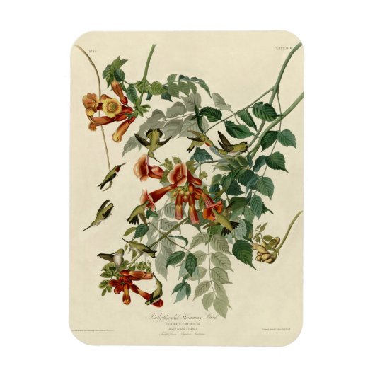 ハミングバードルビースロートオードボン マグネット (縦)