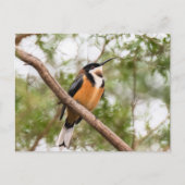 ハミングバード写真 ポストカード (正面)