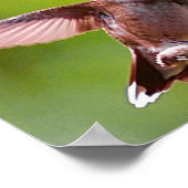 ハミングバード撮影ウォールデコールプリント ポスター (角)