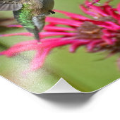 ハミングバード撮影プリント写真プリント フォトプリント            (角)