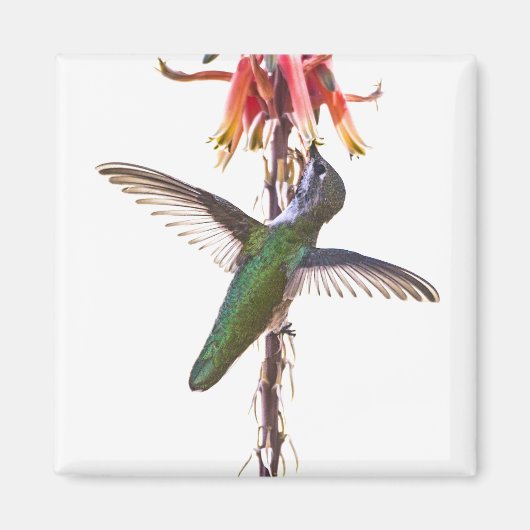 ハミングバード翼 マグネット (正面)