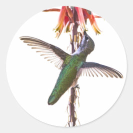 ハミングバード翼 ラウンドシール