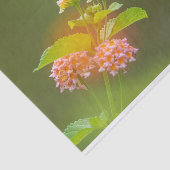 ハミングバード花ティッシュペーパー 薄葉紙 (詳細)