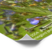 ハミングバード調和バイグレゴリーガロ ポスター (角)