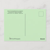 ハミングバード飛んでいるカップル ポストカード (裏面)