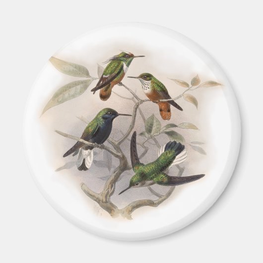 ハミングバード飛行 マグネット (正面)