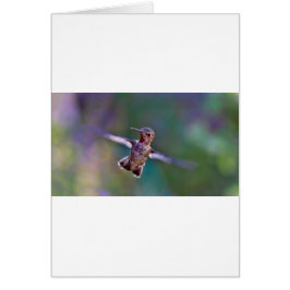 ハミングバード