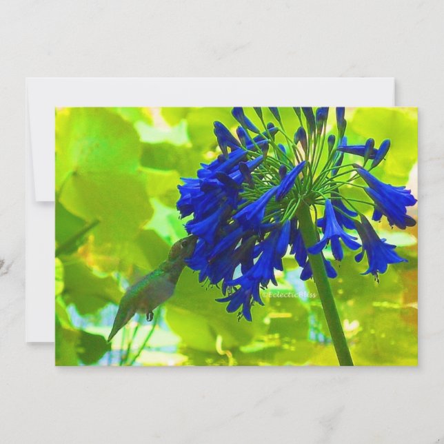 ハミングバード (正面)