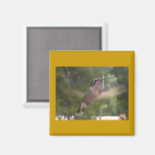 ハミングバード1磁石 マグネット (正面/裏面)