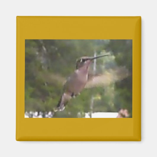 ハミングバード1磁石 マグネット (正面)