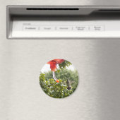 ハミングバード2、マグネット マグネット (インサイチュ (食洗機))