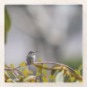 ハミングバード3346 ガラスコースター (正面)