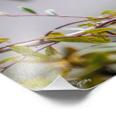 ハミングバード3346 フォトプリント (角)