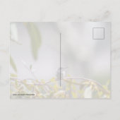 ハミングバード3346 ポストカード (裏面)