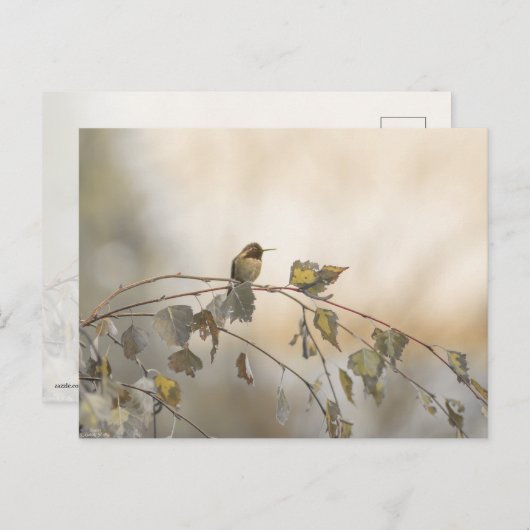 ハミングバード5265 ポストカード (正面/裏面)