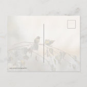 ハミングバード5265 ポストカード (裏面)