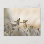 ハミングバード5265 ポストカード (正面)