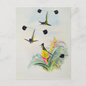 ハミングバード、ウォルターとコーンが彫った ポストカード (正面)