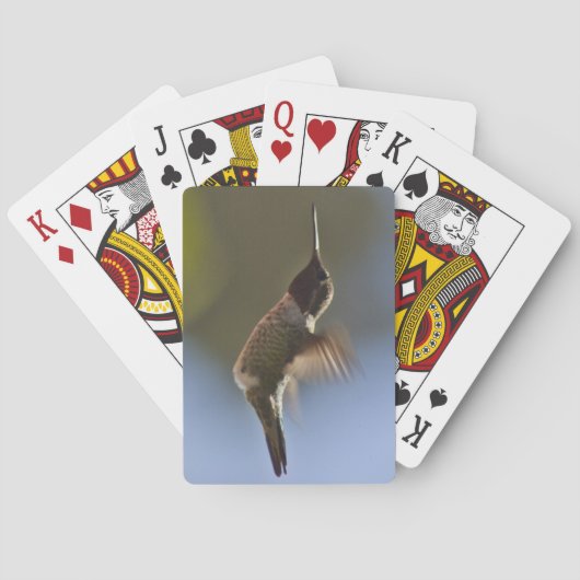 ハミングバード トランプ (裏面)