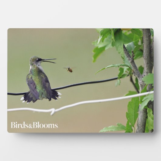 ハミングバード&ハニービー フォトプラーク (正面)