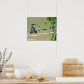 ハミングバード&ハニービー ポスター (キッチン)