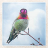 ハミングバード – ピンクスロートアンナのハミングバード ガラスコースター (正面)