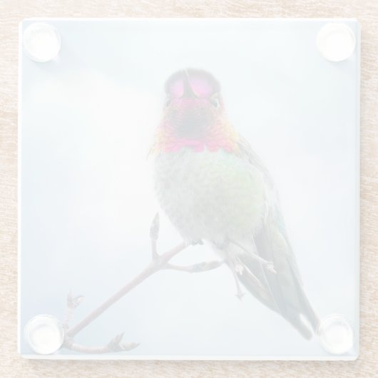 ハミングバード – ピンクスロートアンナのハミングバード ガラスコースター (裏面)