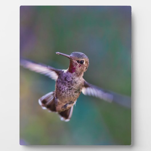 ハミングバード フォトプラーク (正面)