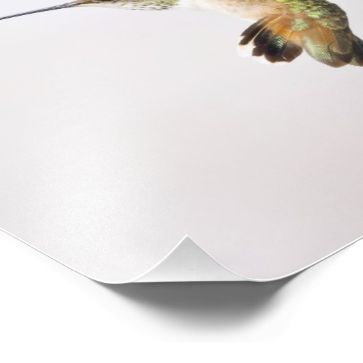 ハミングバード フォトプリント            (角)