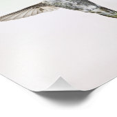 ハミングバード フォトプリント            (角)