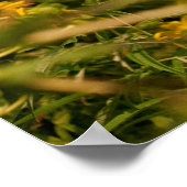 ハミングバード ポスター (角)