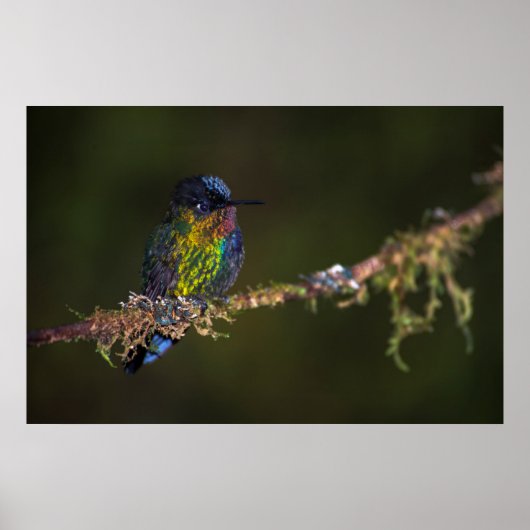 ハミングバード ポスター (正面)