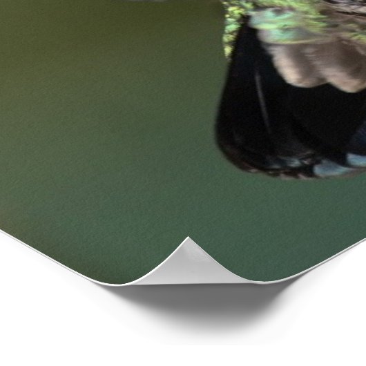 ハミングバード ポスター (角)