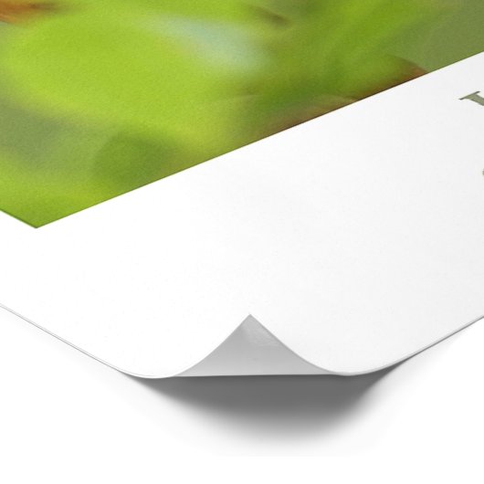 ハミングバード ポスター (角)