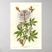 ハミングバード ポスター (正面)